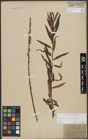 Foto von Salix triandra L. x Salix viminalis L.